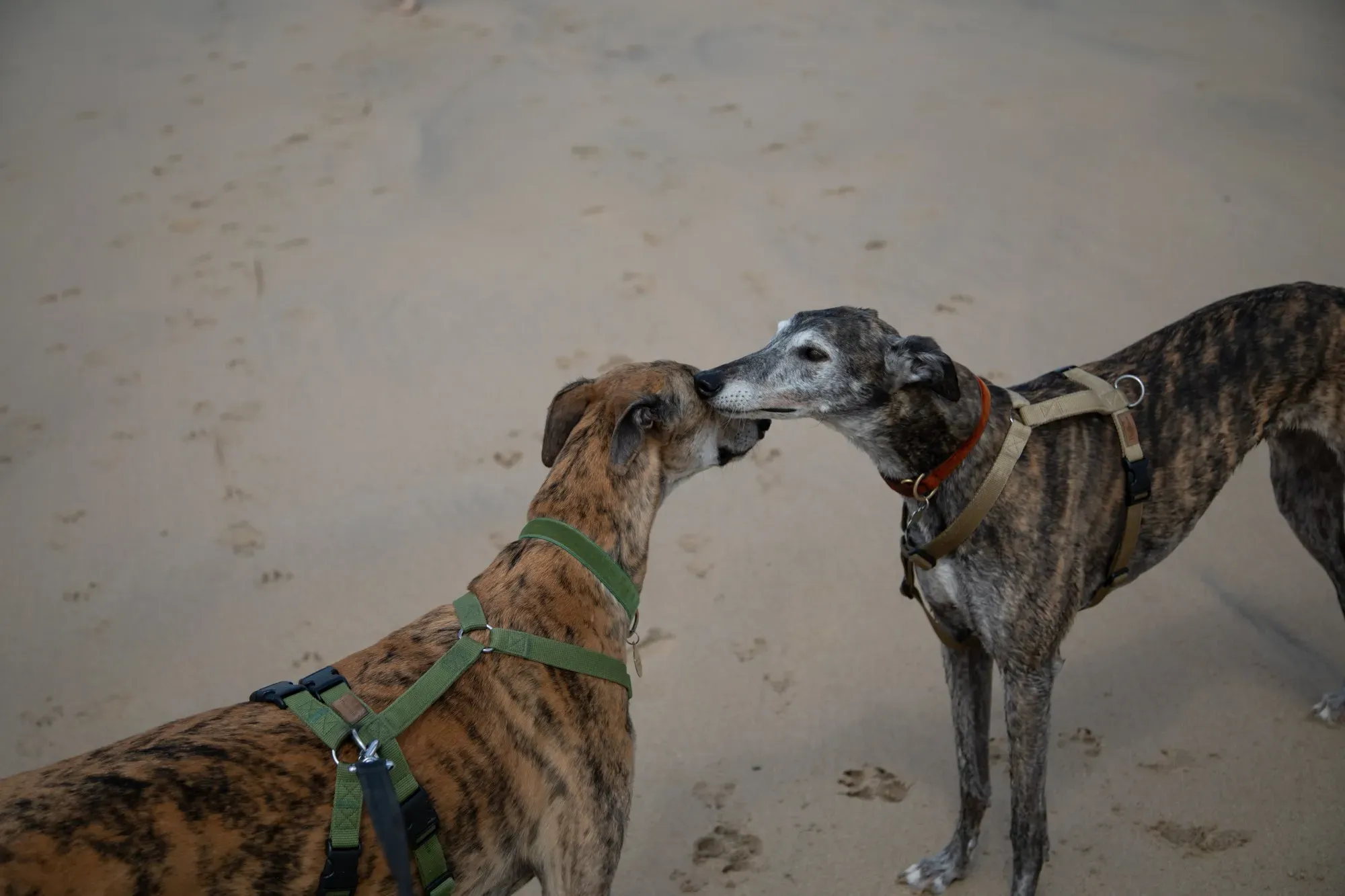 67326824 2198815756882872 6660385865295986688 o