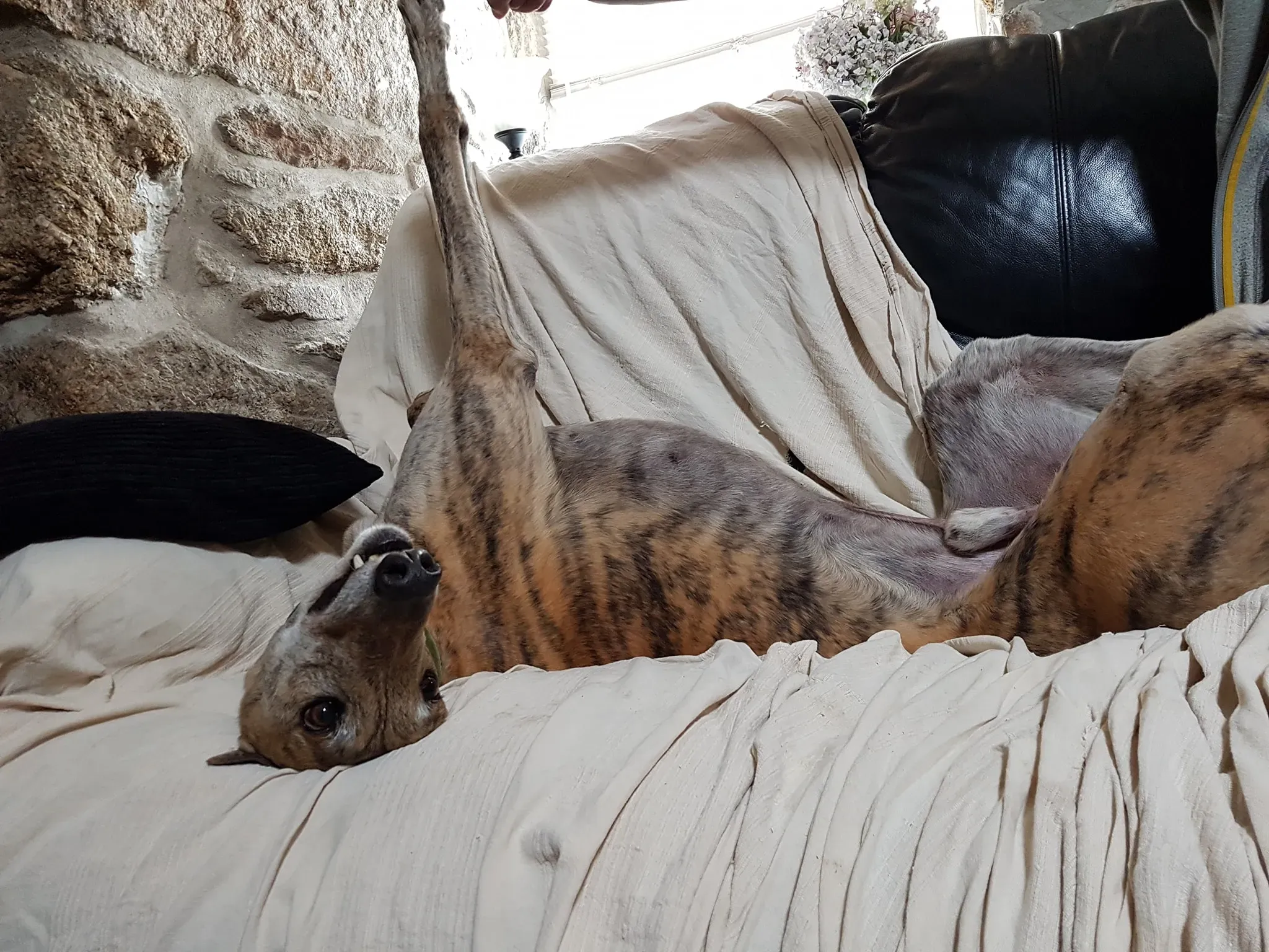 67343543 2213033128794468 6743434774565617664 o