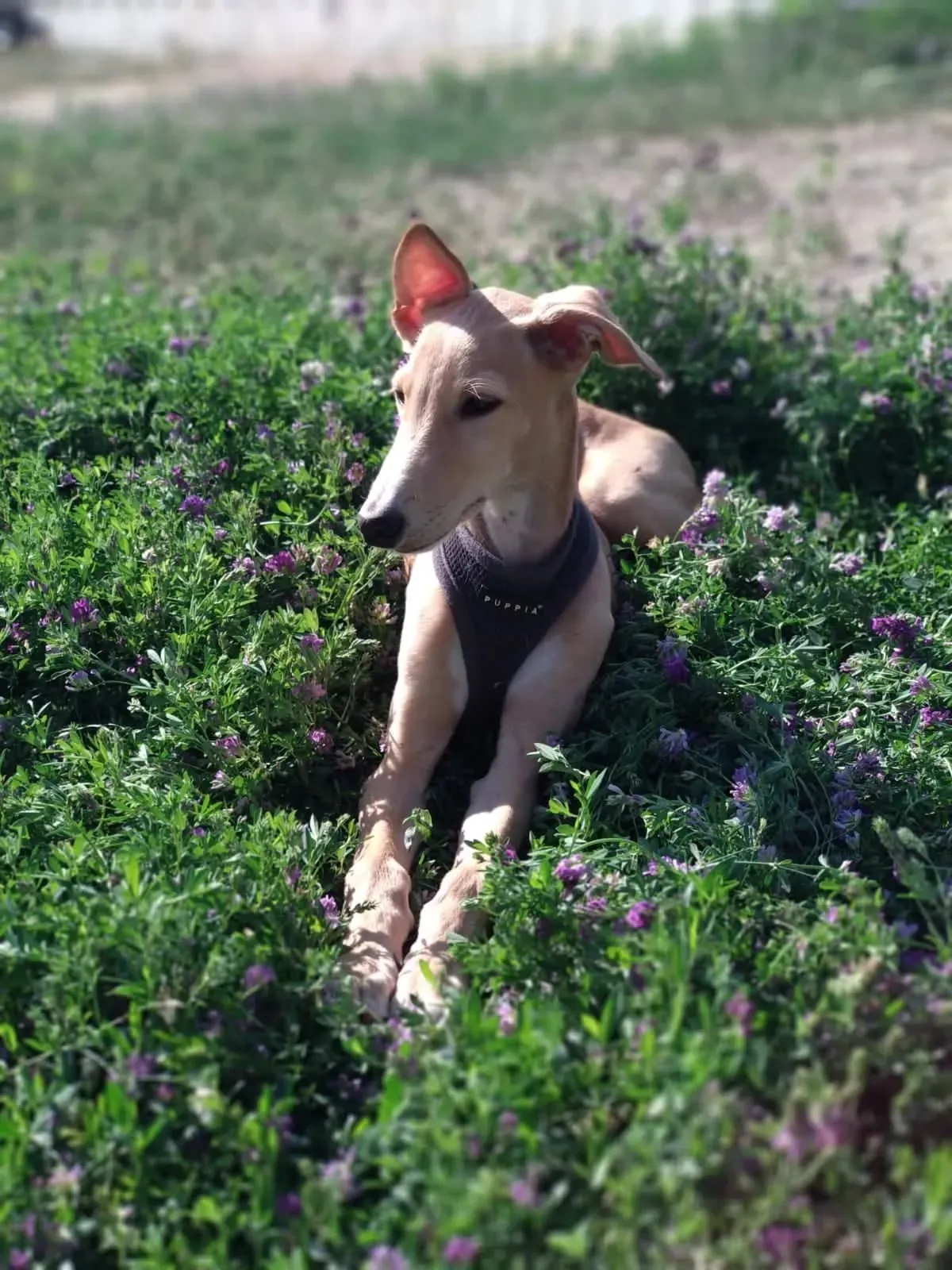 67356968 2377082235865492 3993456846609317888 n