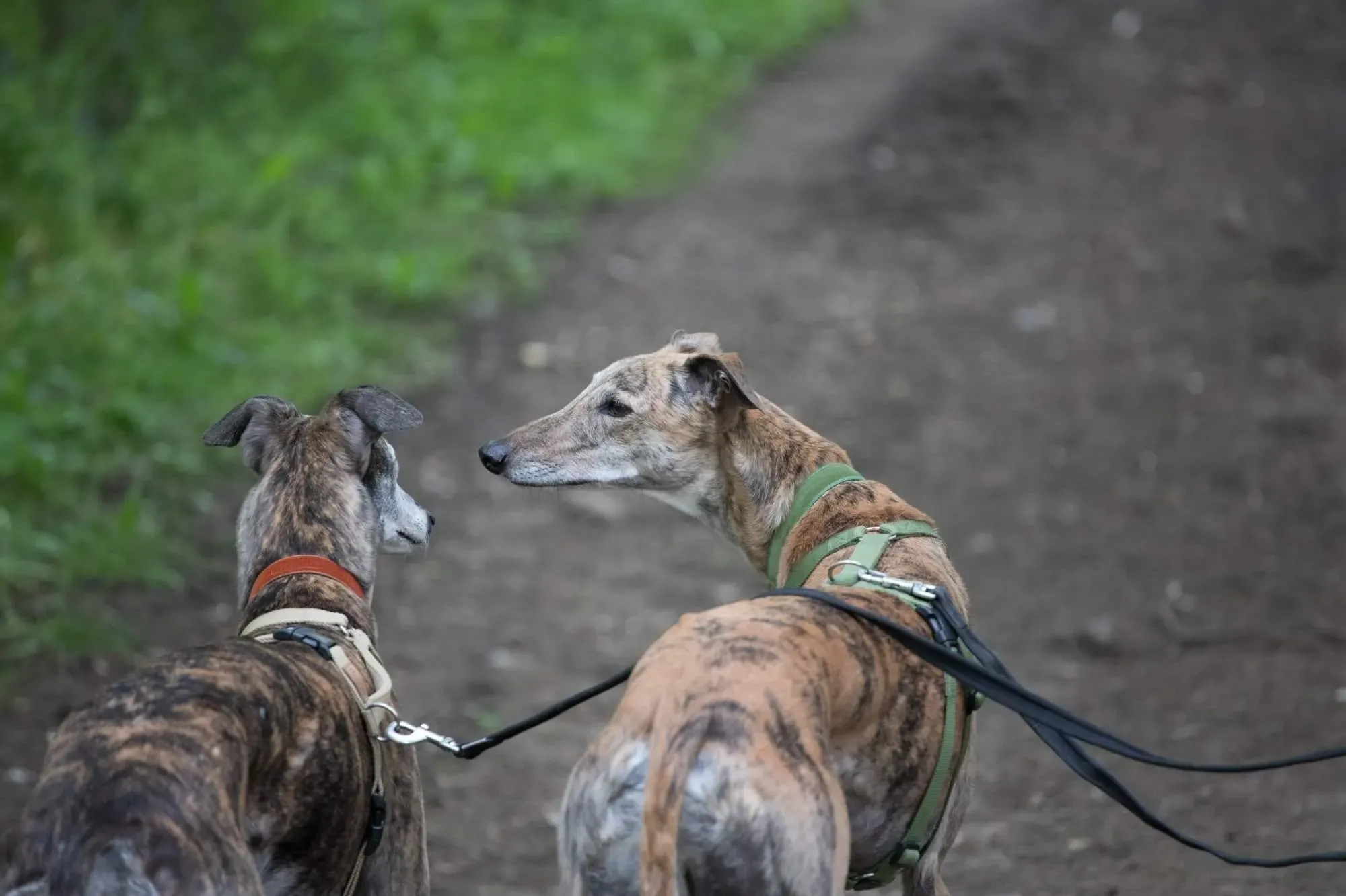 67402087 2213034815460966 5321553209473368064 o