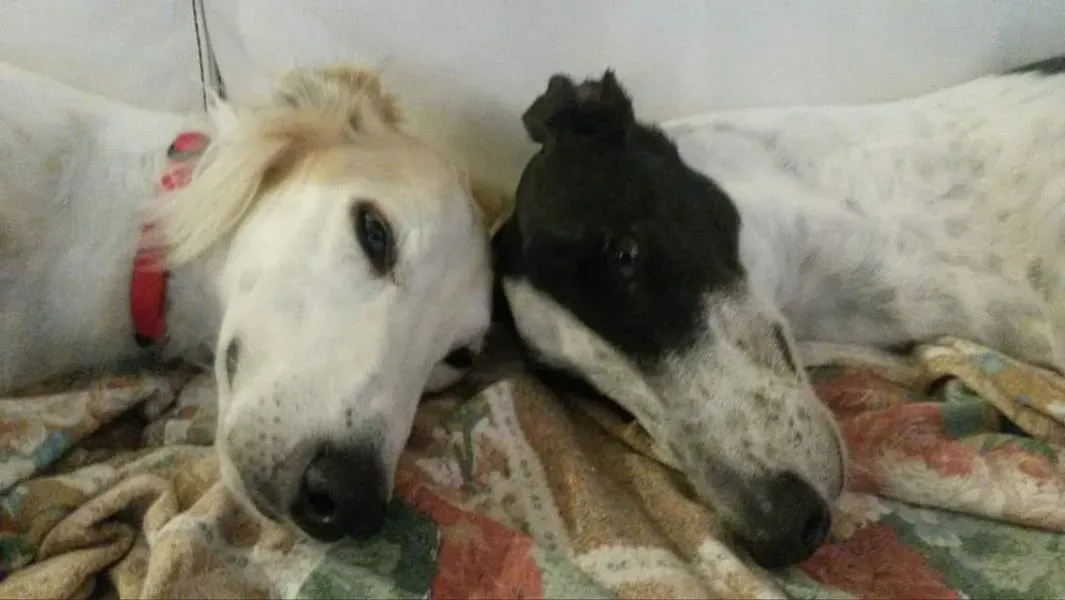 67403960 2433846049969095 1855550889780051968 o