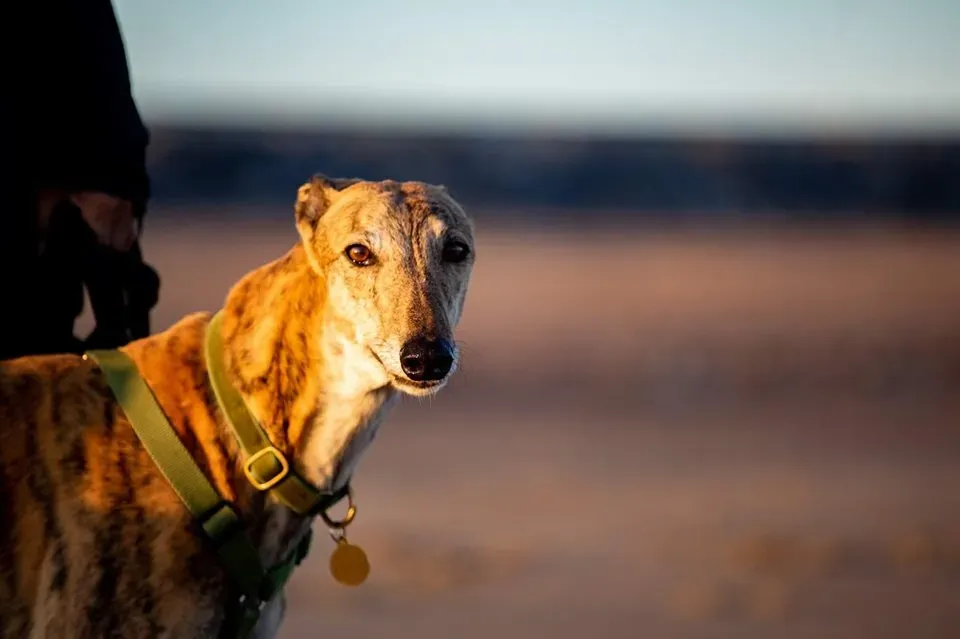 67487630 2208715019226279 497660935784103936 n