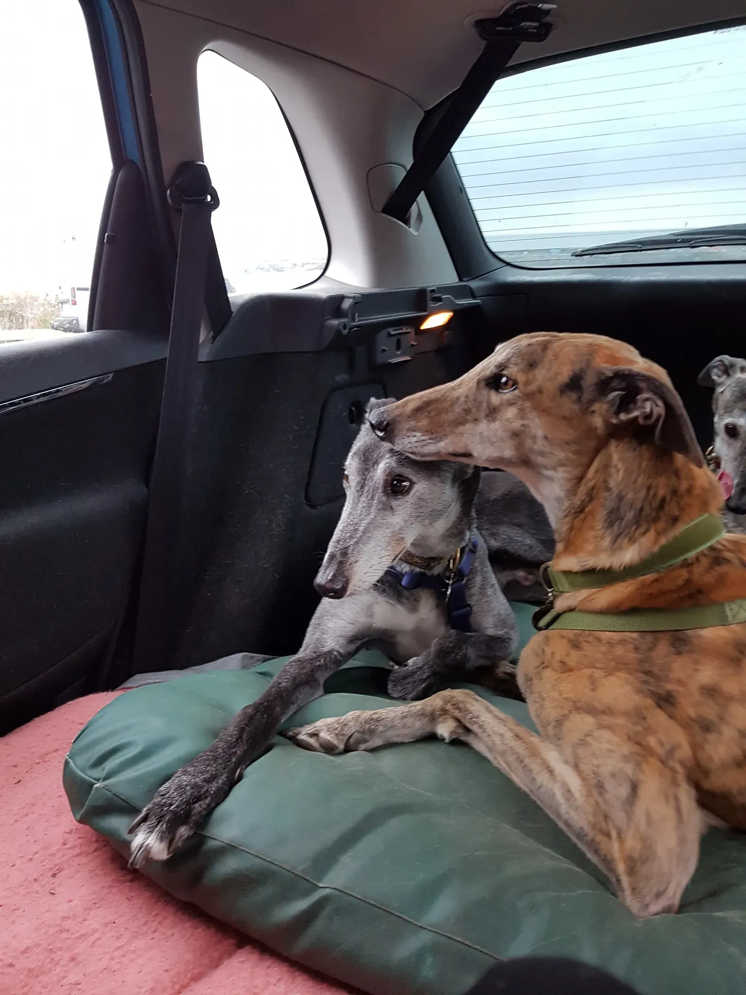 67645809 2213034272127687 3019939141023432704 o