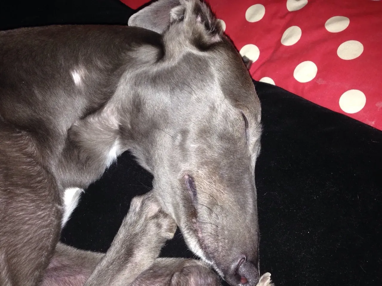 67686102 2403702559713585 2787694926295465984 o