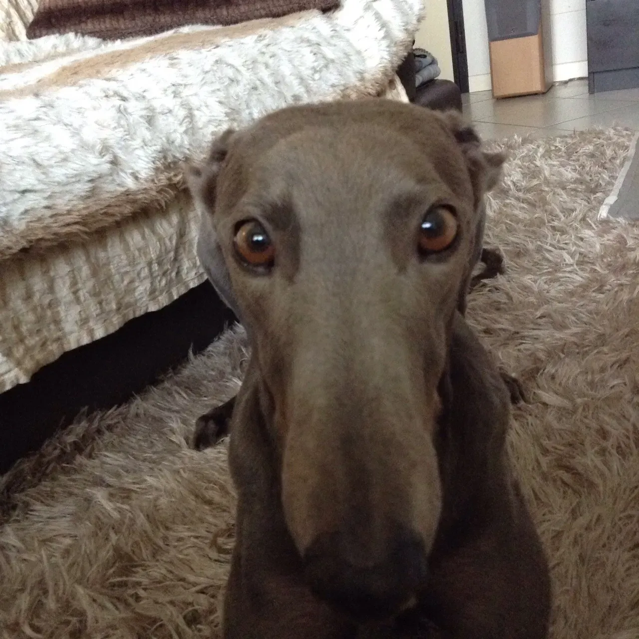 67890258 2403704773046697 3442017895167557632 o