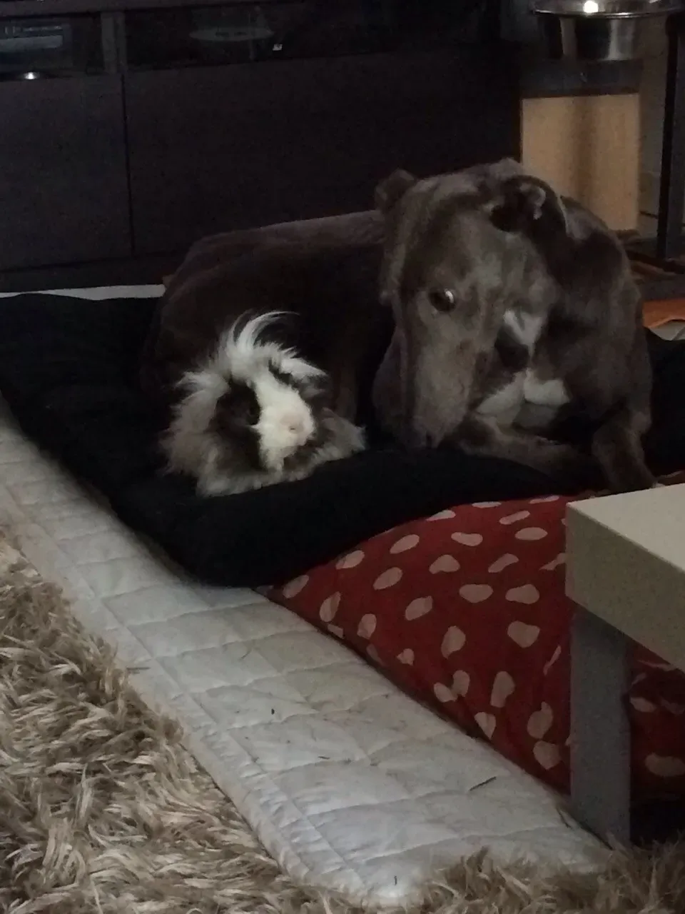 67921585 2403701836380324 1201769898536075264 o