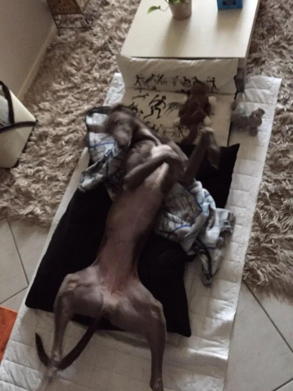 67946524 2403700316380476 8453117008626581504 o