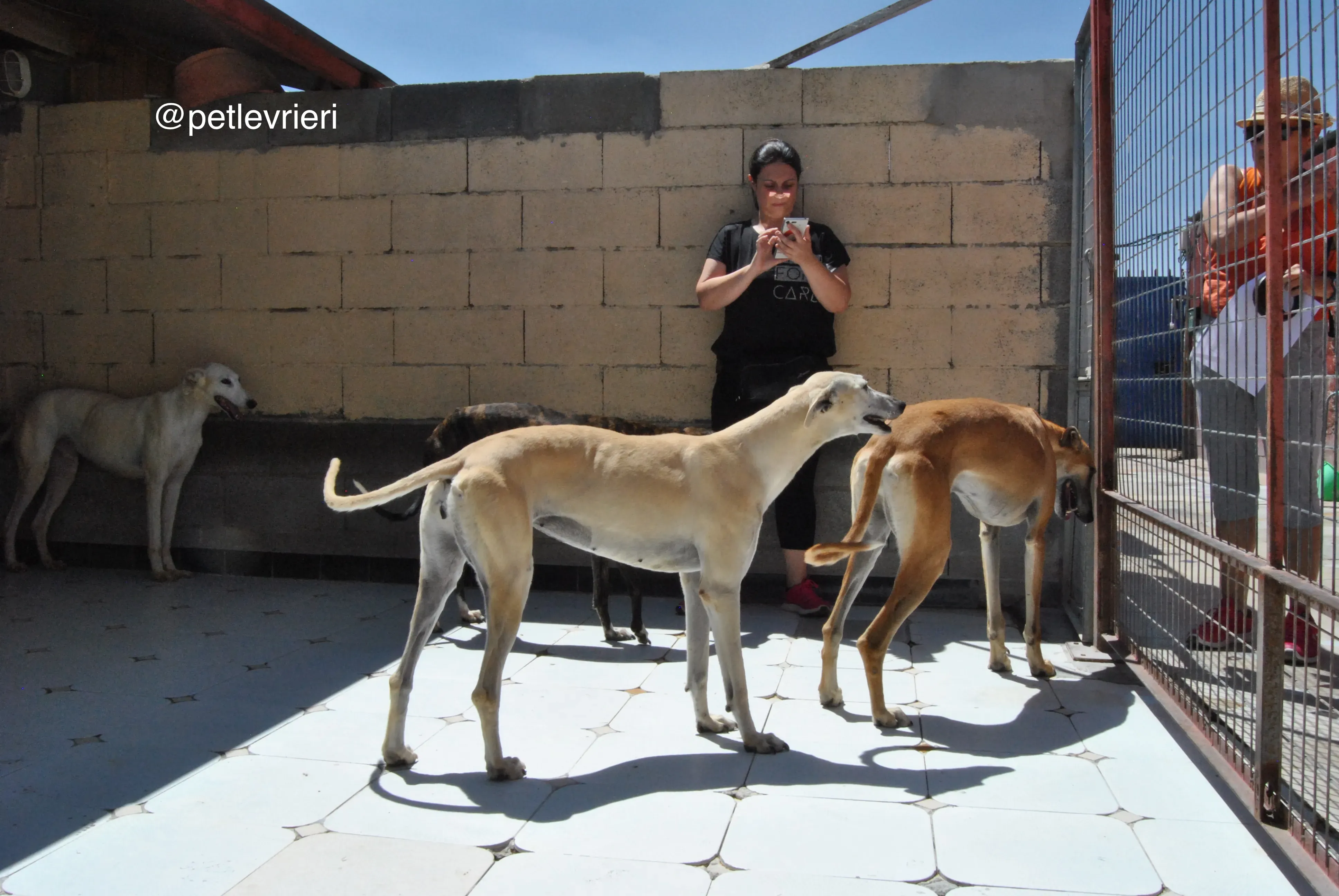 67 tori liona cacique adozione galgo quarantena