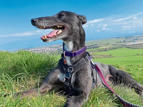 680d641e57a913.75939366 svckym 496x372 1