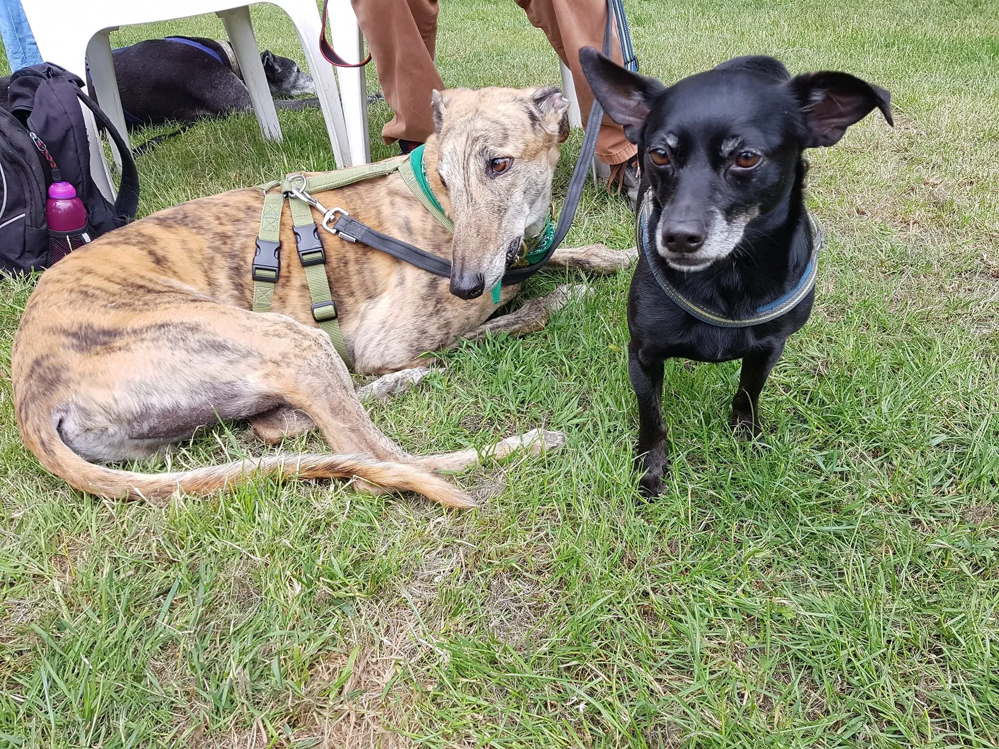 68390667 2213034555460992 8683660476434874368 o