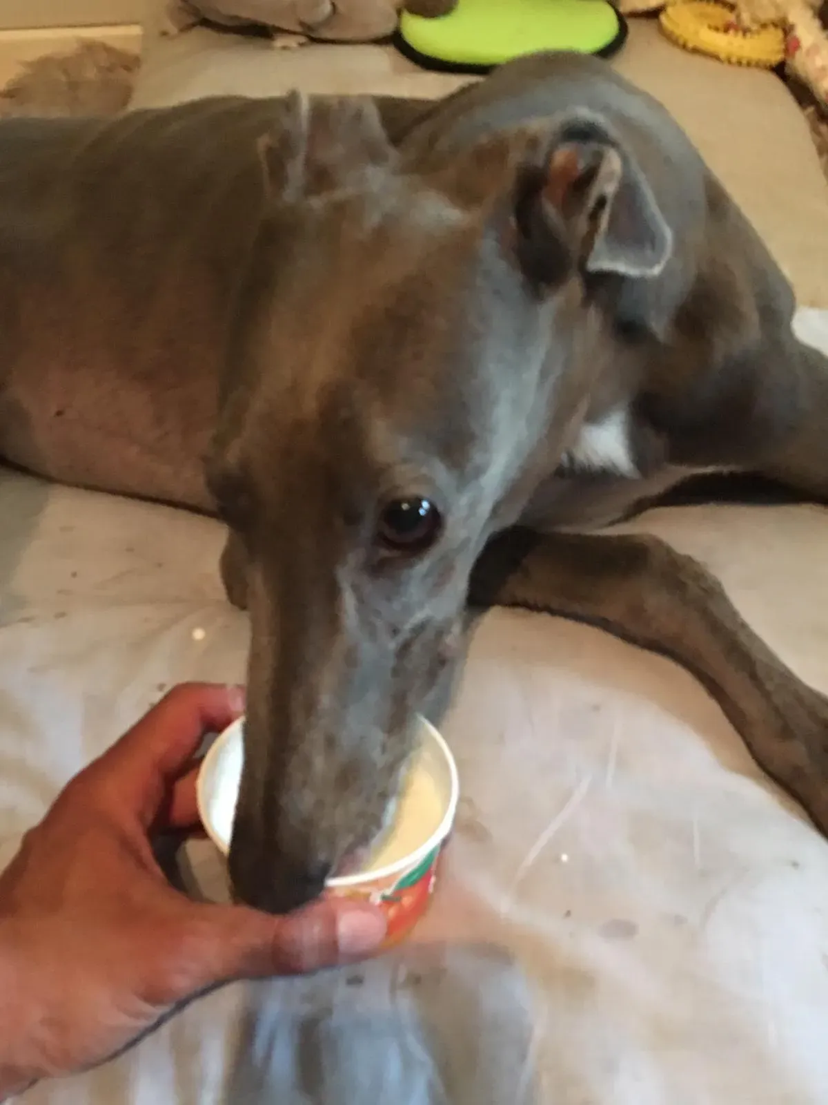 68626099 2403702749713566 5009163758245773312 o