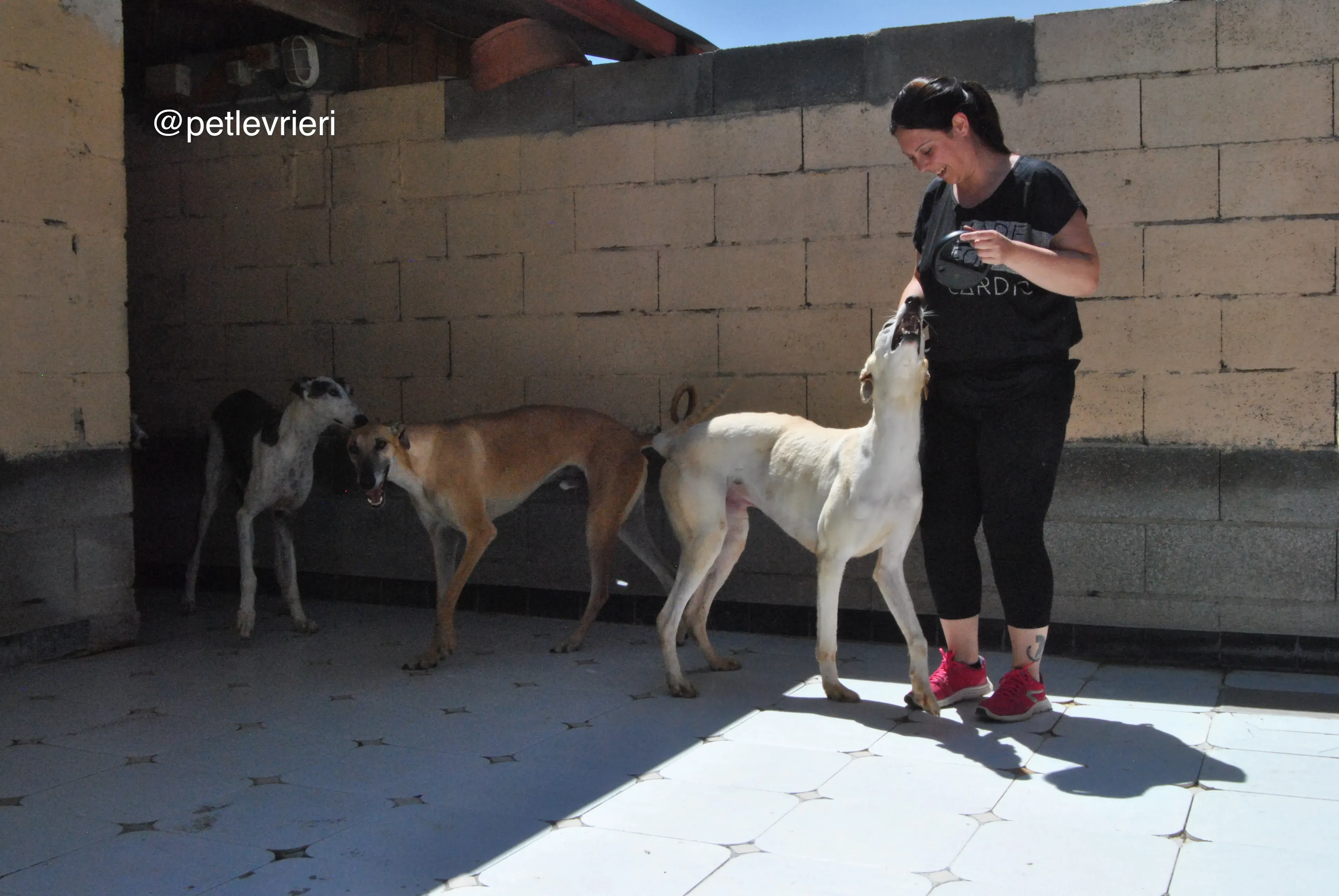 68 cacique tori adozione galgo quarantena