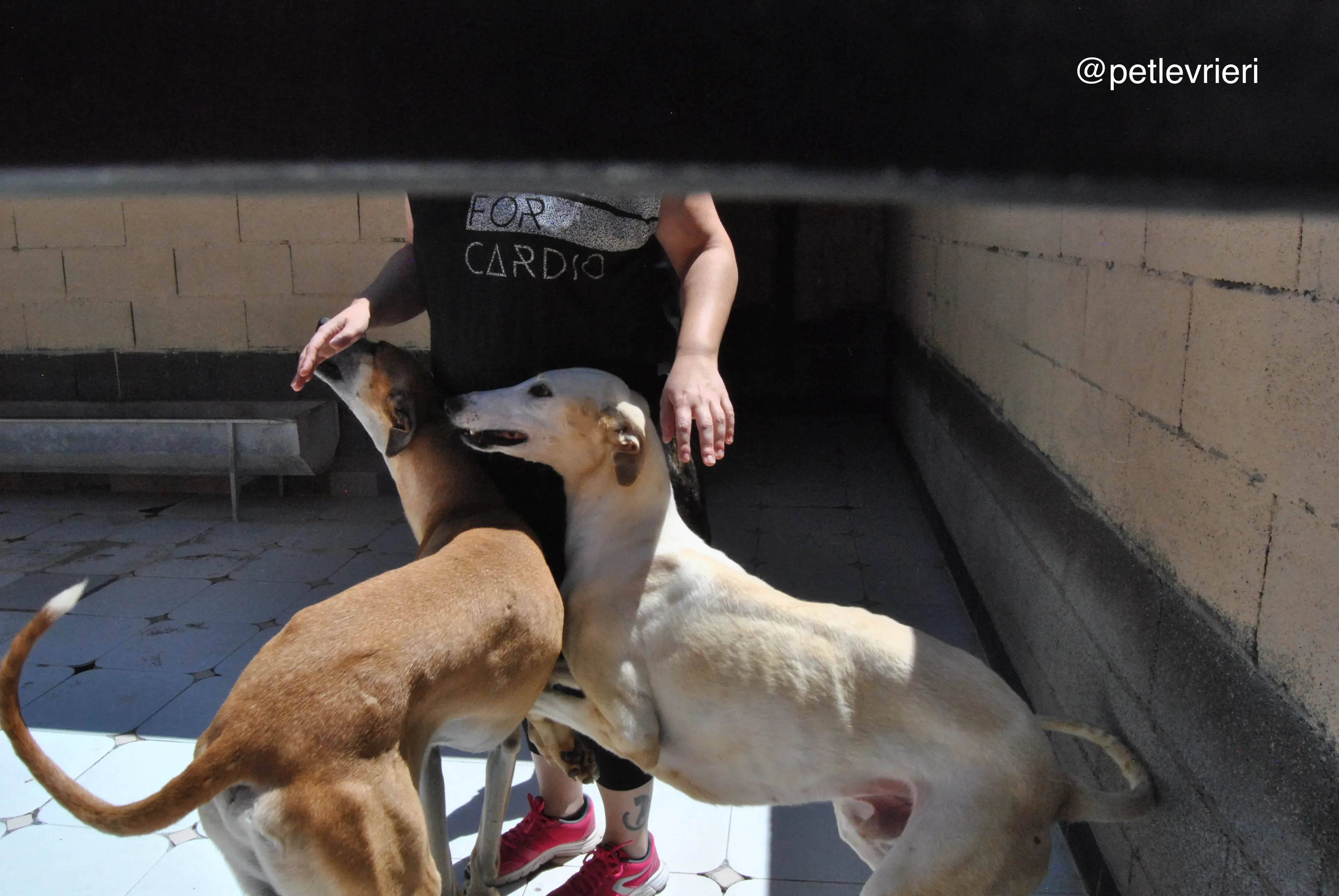 69 cacique tori adozione galgo quarantena