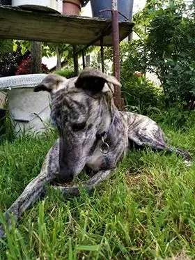 6Botas Galgo petlevrieri petlevrierionlus 5