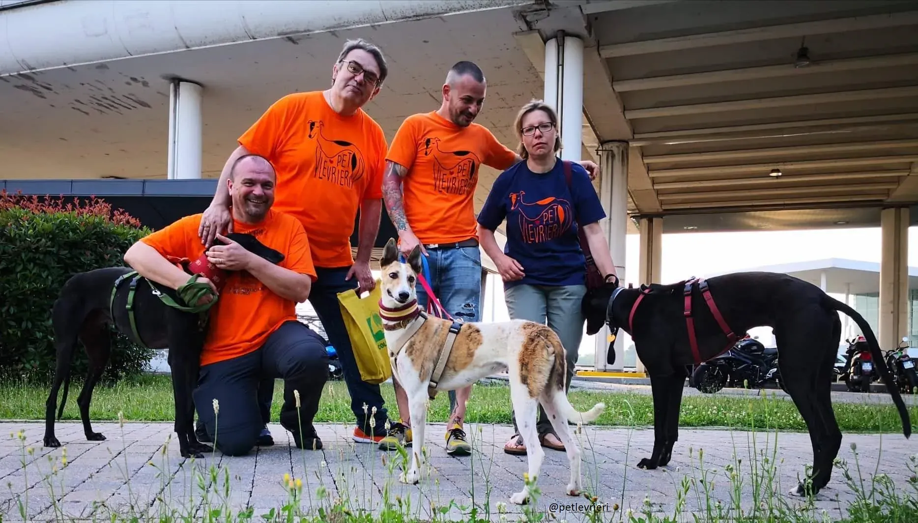 6 Doodle Greyhound rescue petlevrieri petlevrierionlus foster progettofoster