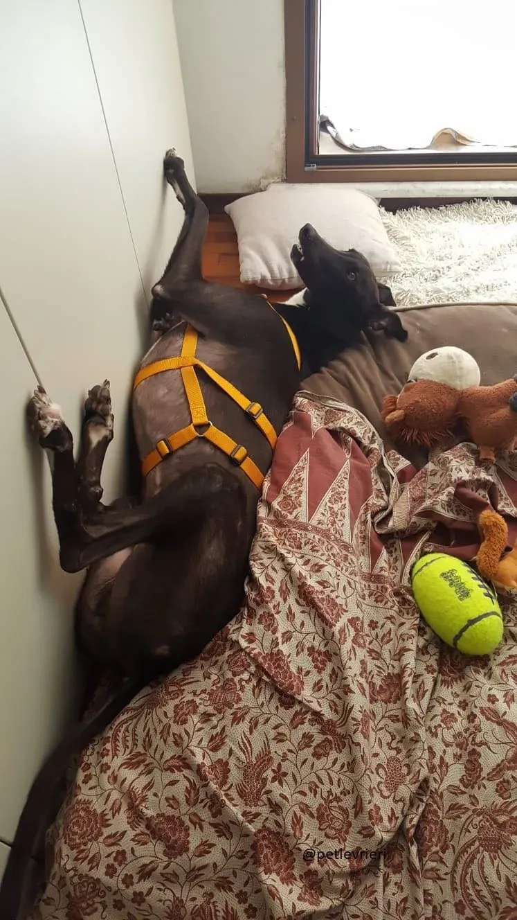 6 Jerry Greyhound rescue petlevrieri petlevrierionlus foster progettofoster