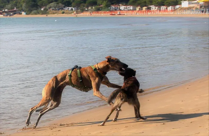 6 Nori feliciacasa petlevrierionlus petlevrieri 