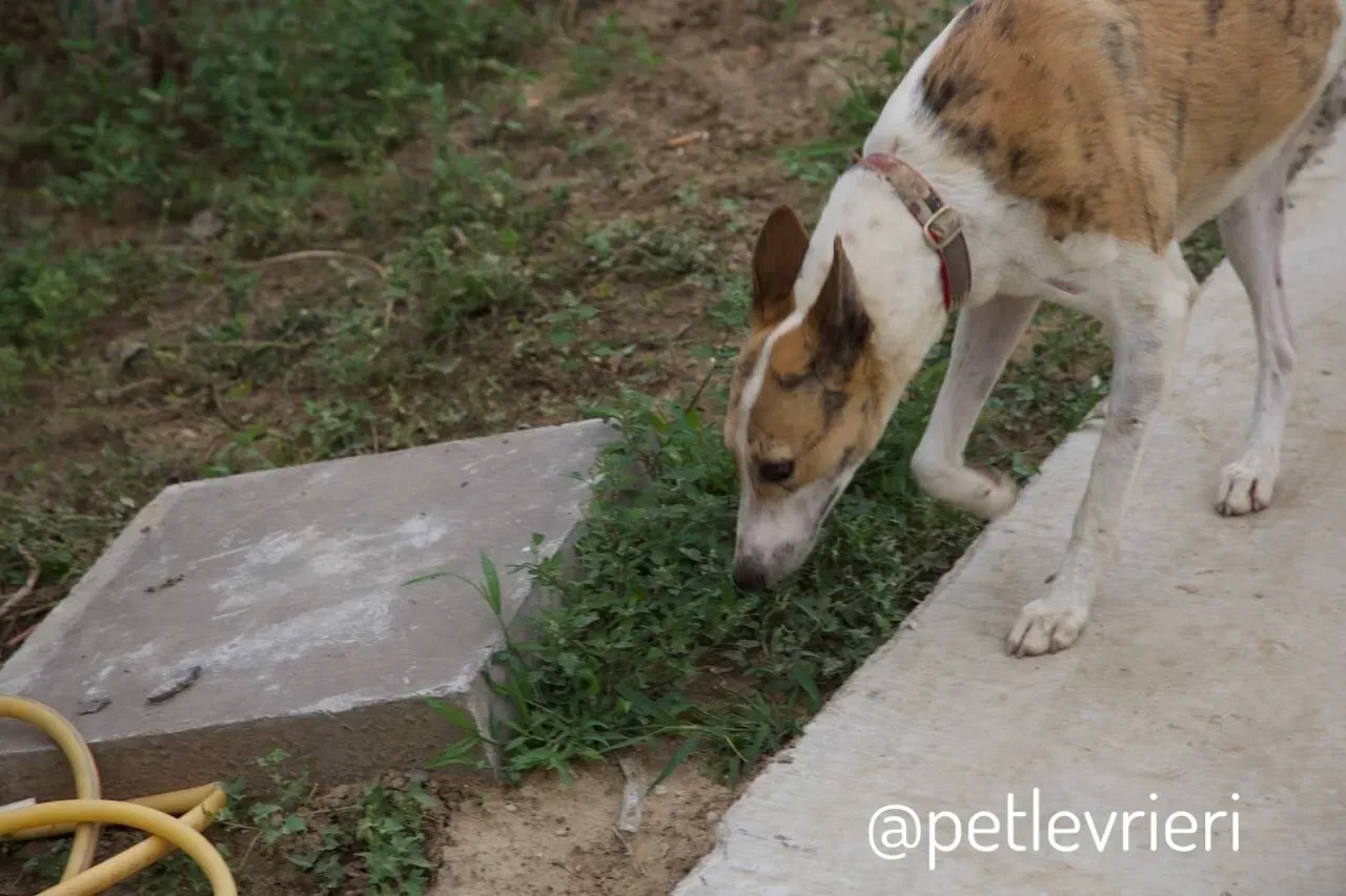 6 Sam whippet petlevrieri petlevrierionlus salvatomercatodellacarne cina maco.JPG