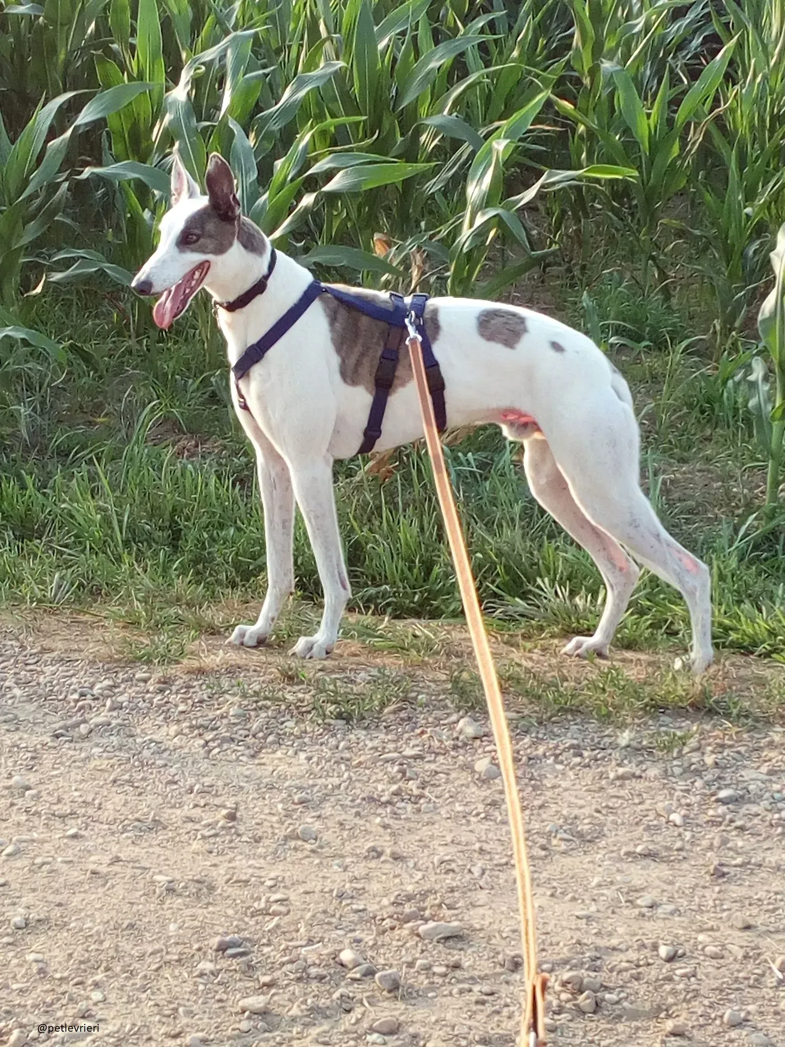 6 Spark Greyhound rescue petlevrieri petlevrierionlus foster progettofoster