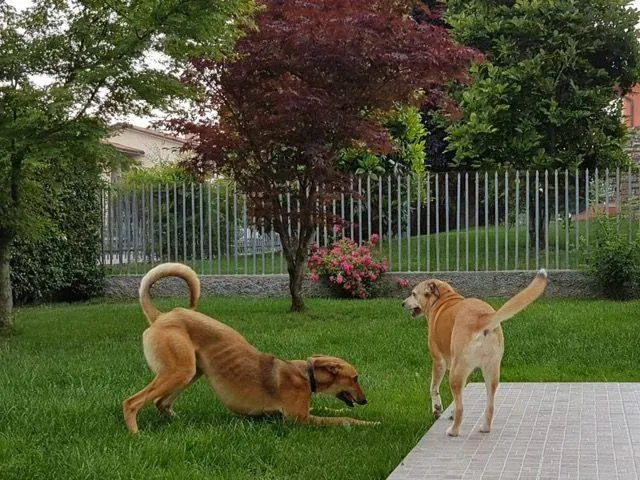6 Steve lurcher petlevrierionlus adozione foster fostering