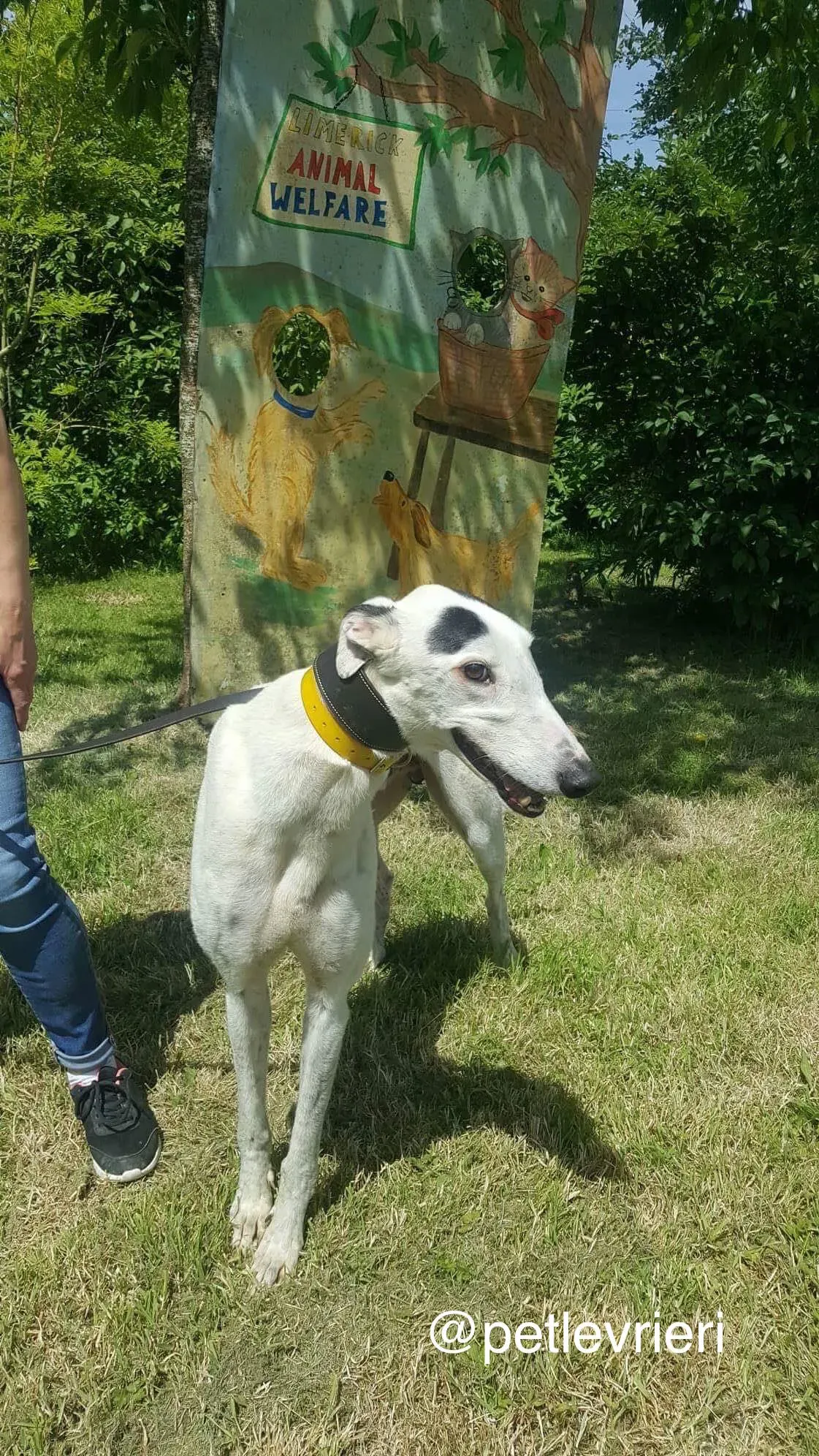 6 Young petlevrieri petlevrierionlus greyhound rescue settembre18