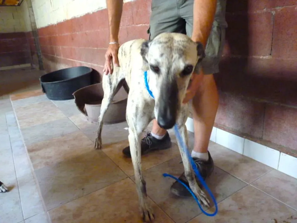 6  8526 adozione levrieri galgo