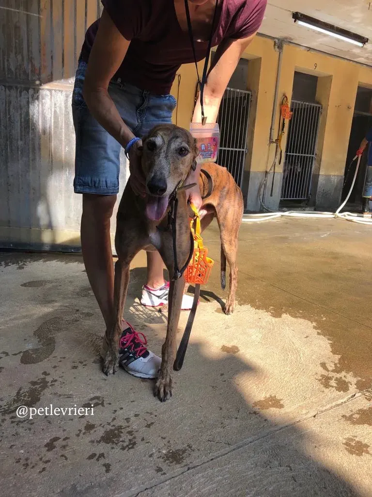 6 aogiri sen adozione greyhound macao
