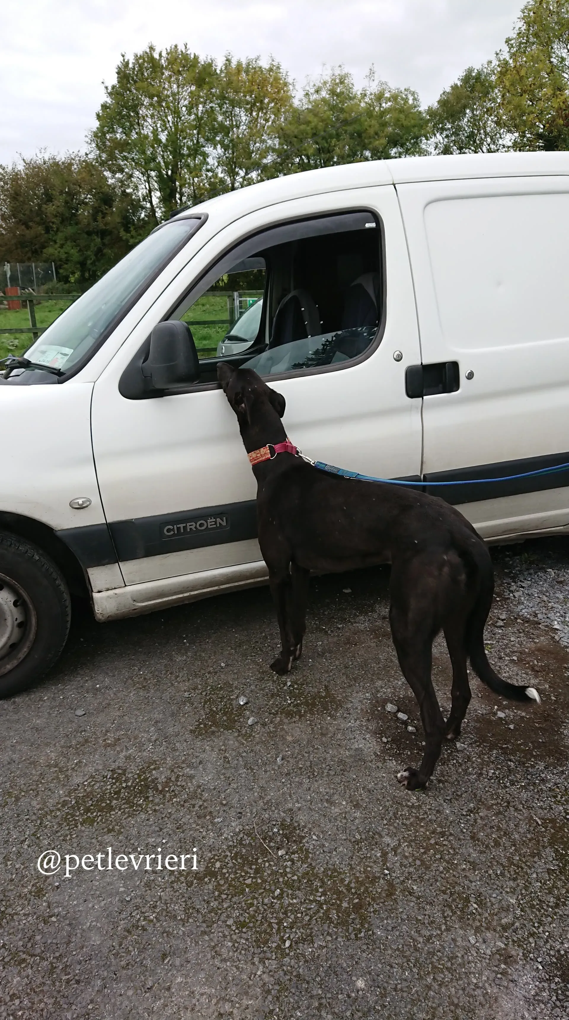 6 ash adozione levrieri greyhound