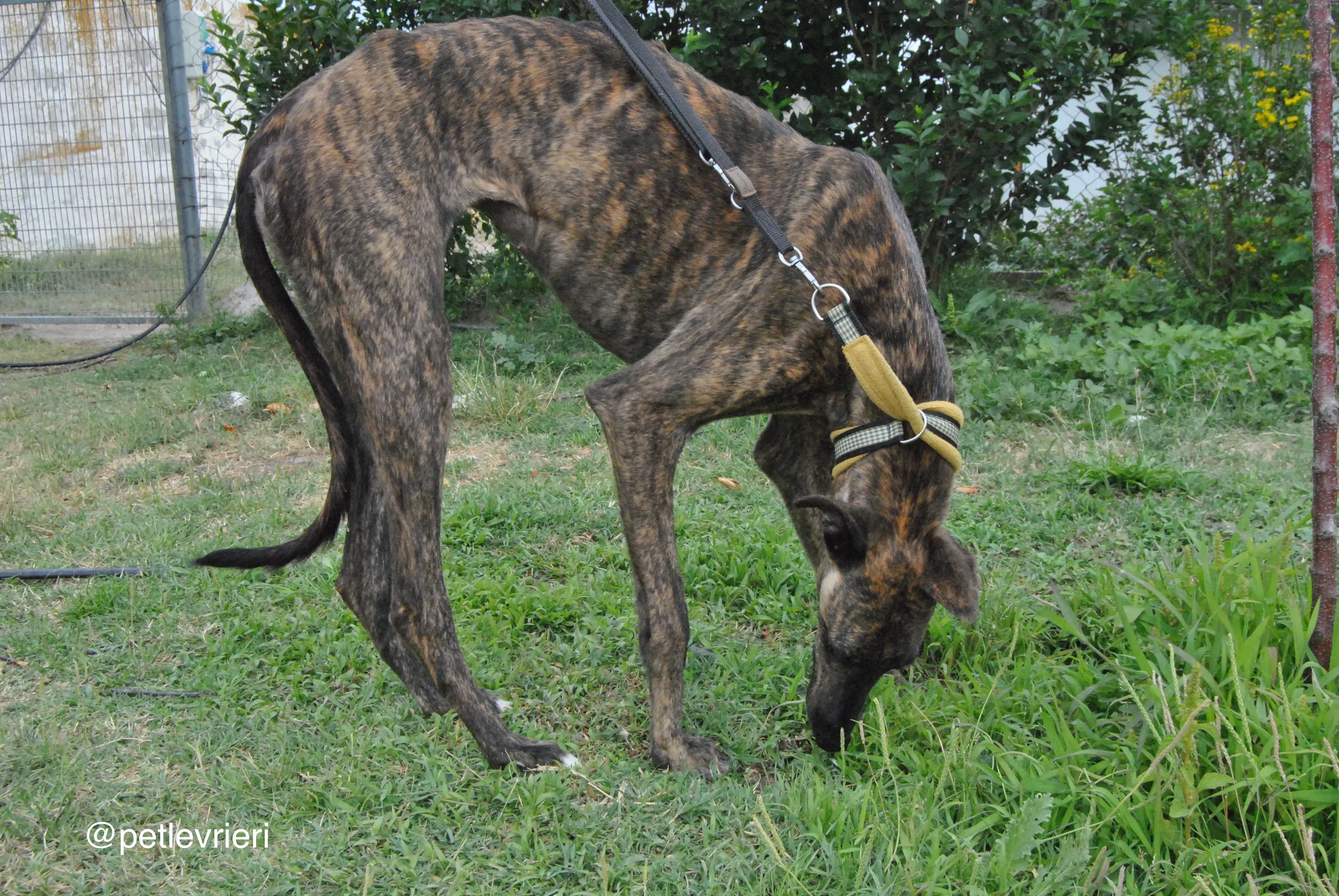 6 bala adozione levrieri galgo