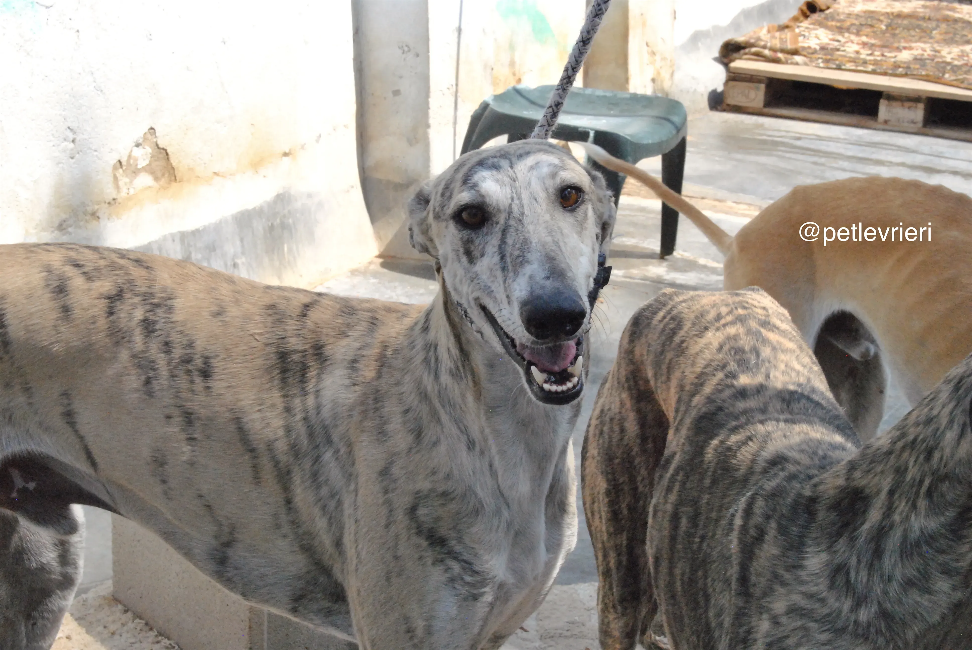 6 bastorin adozione levrieri galgo 1