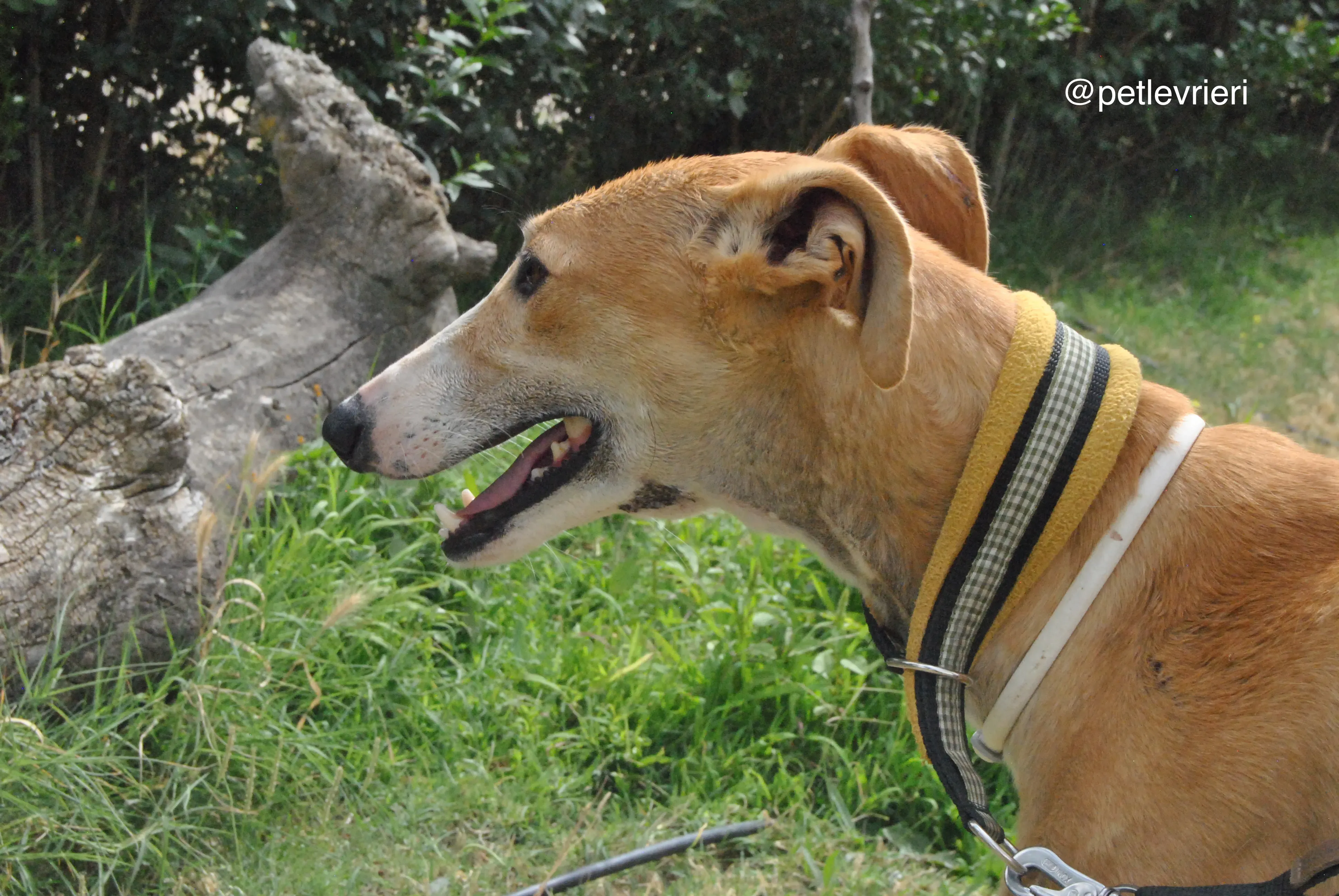 6 bisky adozione levrieri galgo