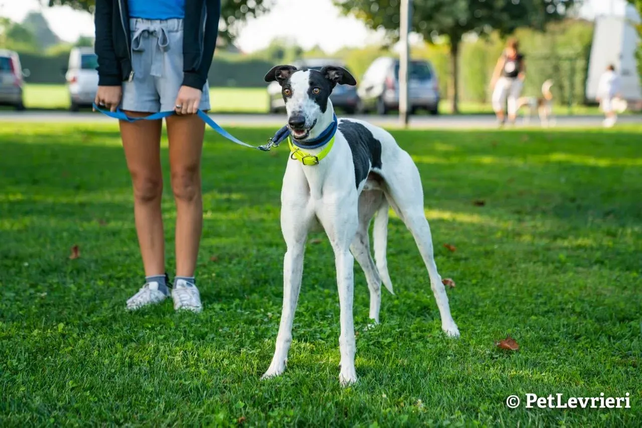 6 bob adozione levrieri greyhound