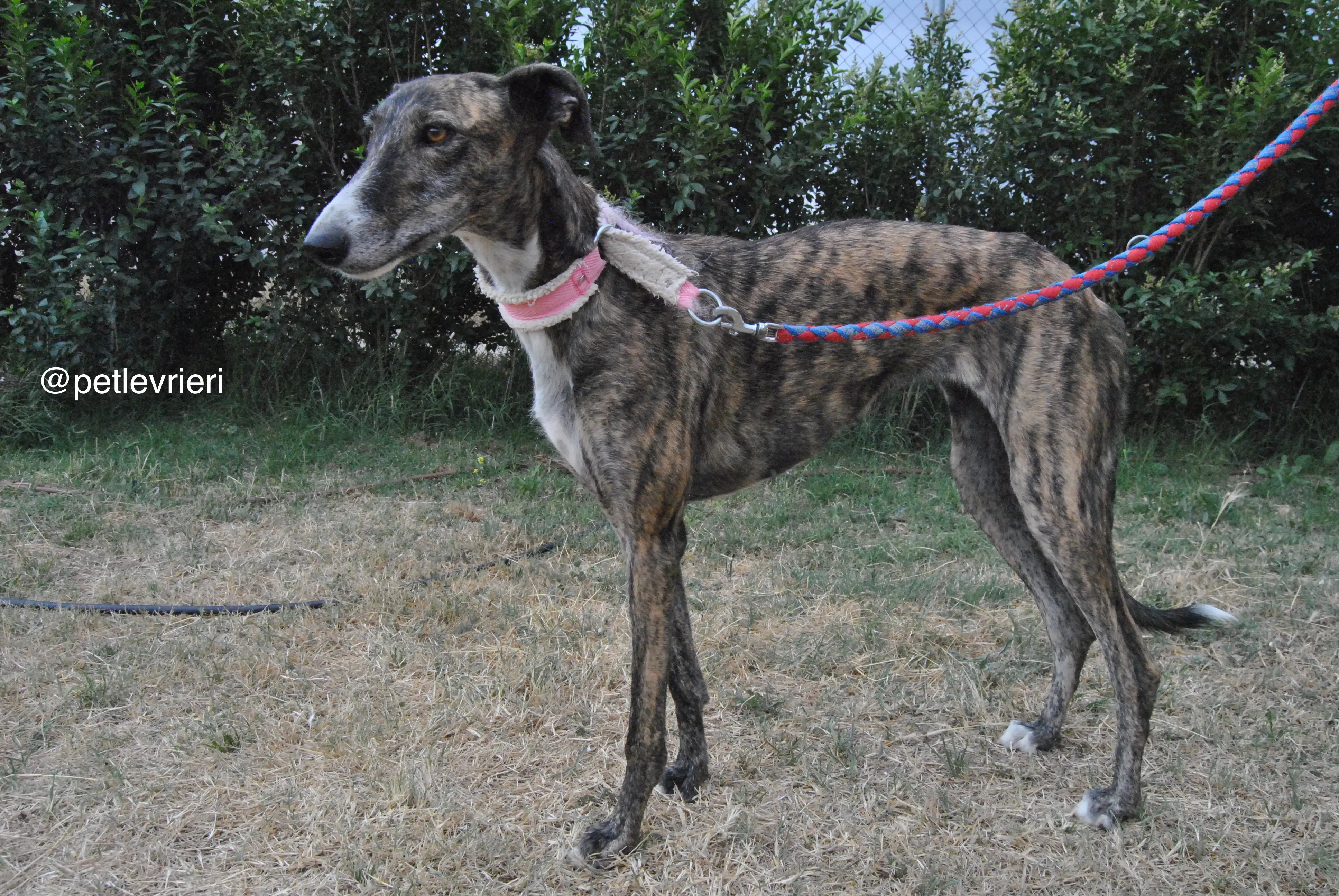 6 brandy adozione levrieri galgo