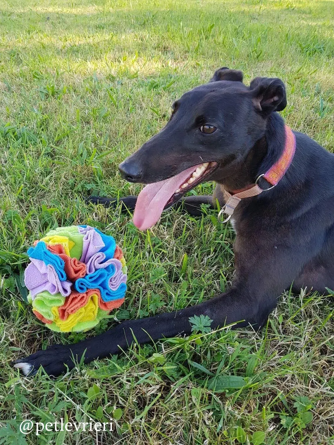 6 bucksie adozione levrieri greyhound