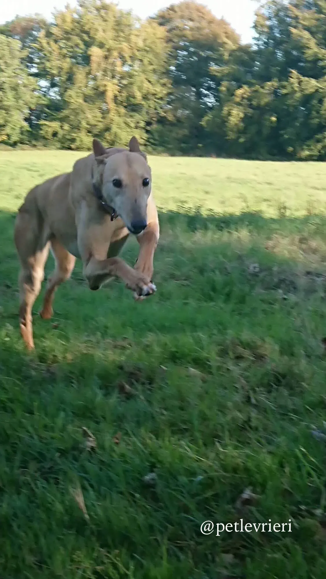 6 cacti adozione levrieri greyhound