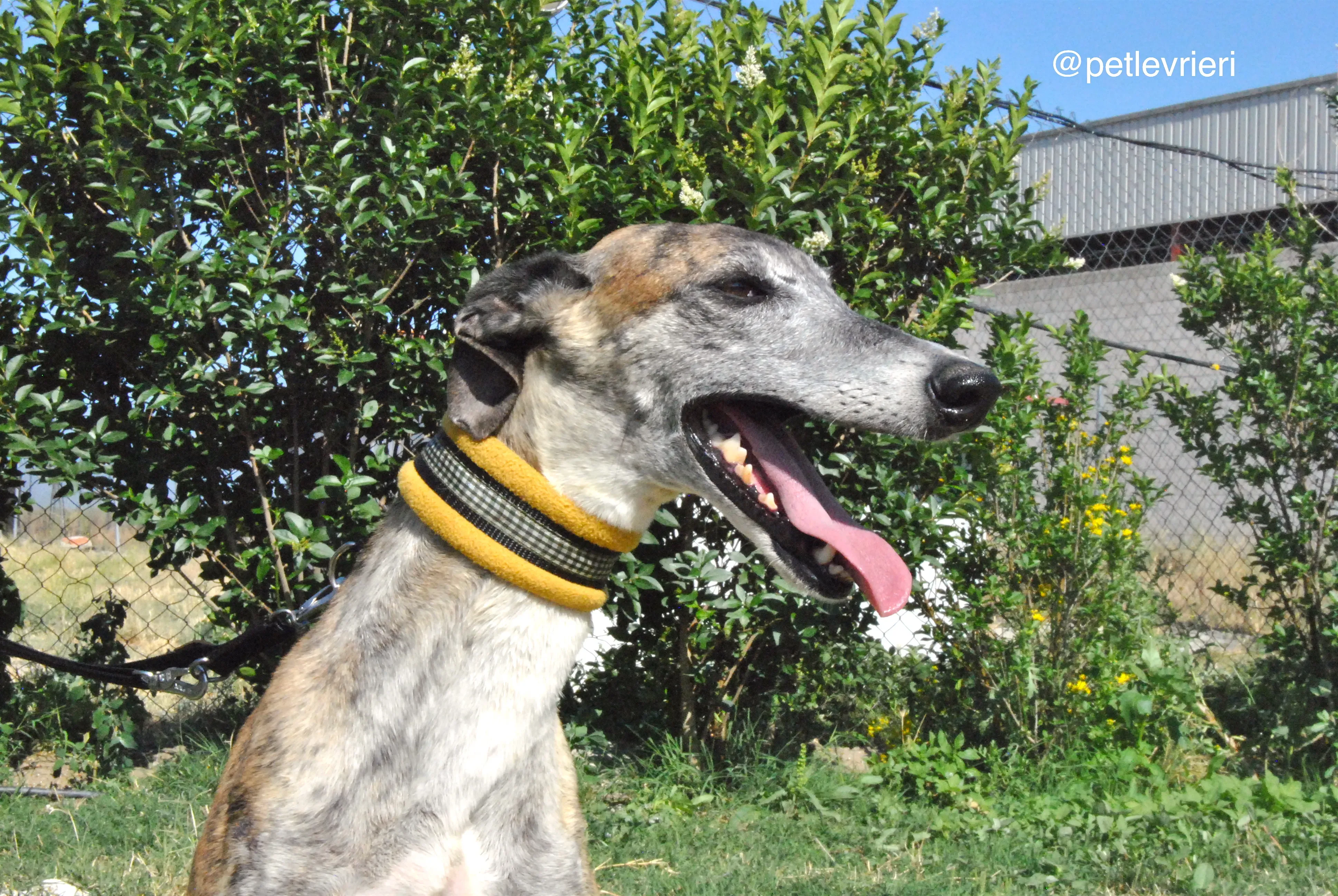 6 campanera adozione levrieri galgo