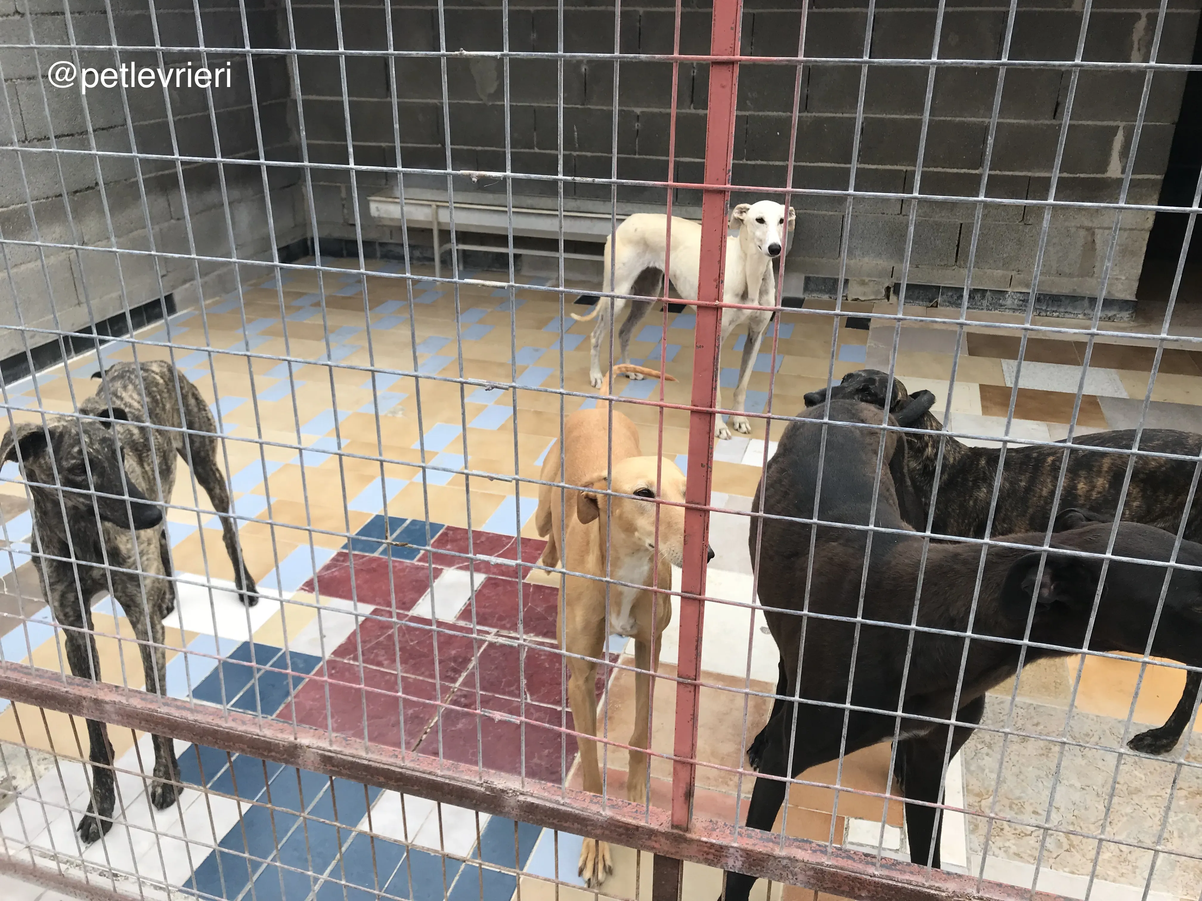 6 colorada neron shenzi adozione galgo quarantena