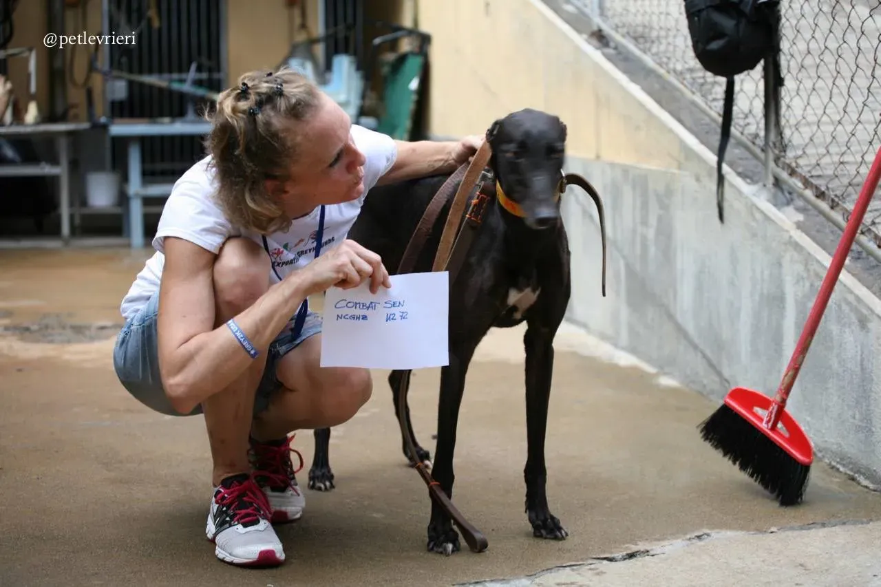 6 combat sen adozione greyhound macao