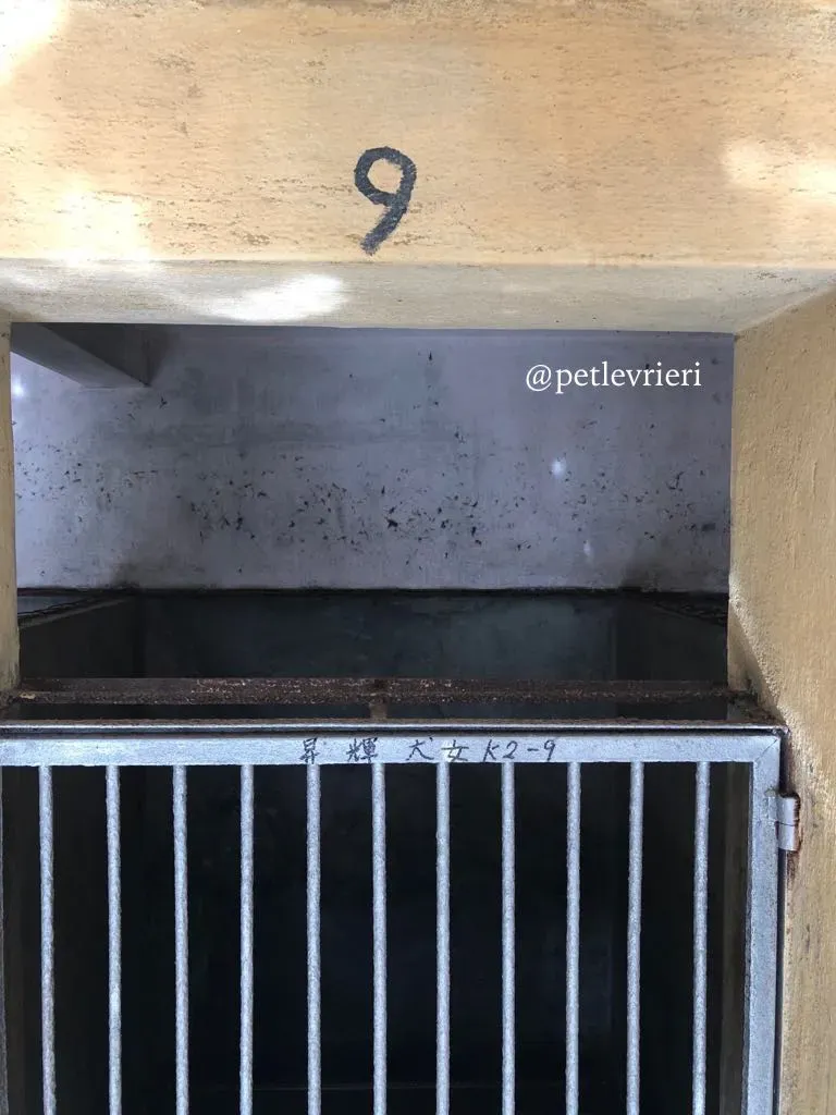 6 cyns crusader adozione greyhound macau