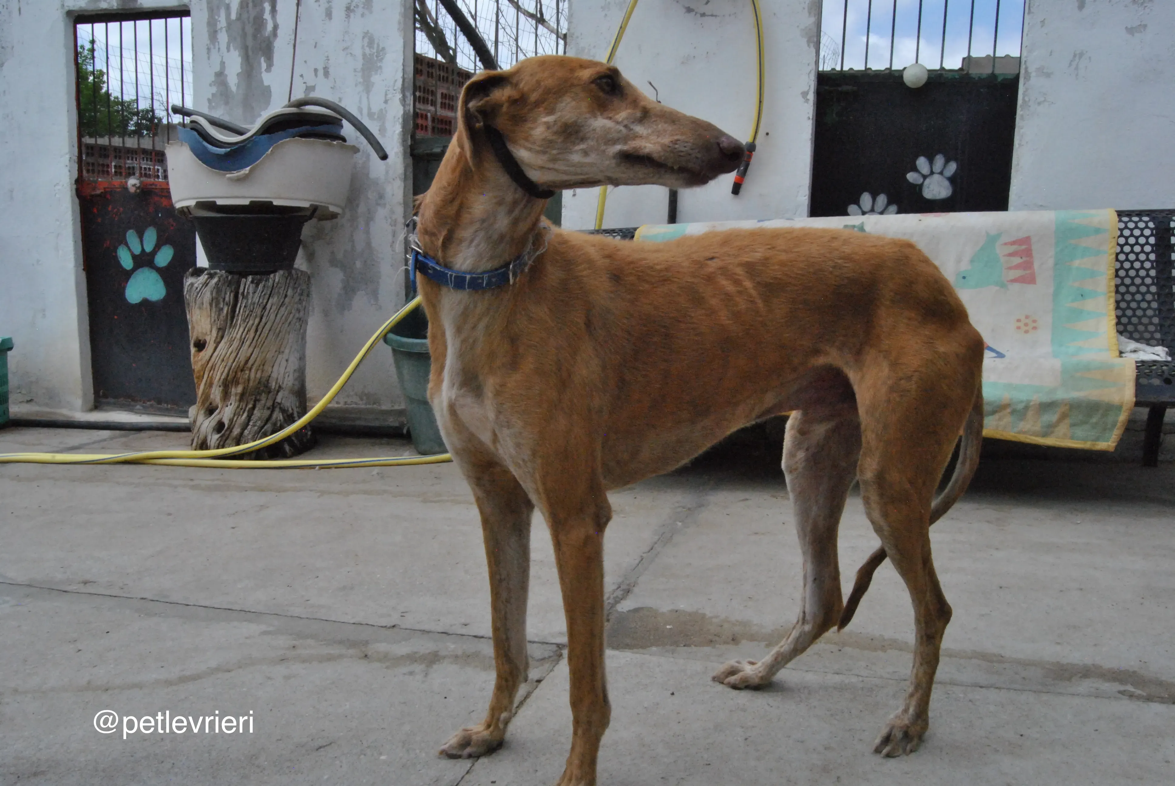 6 dali adozione levrieri galgo