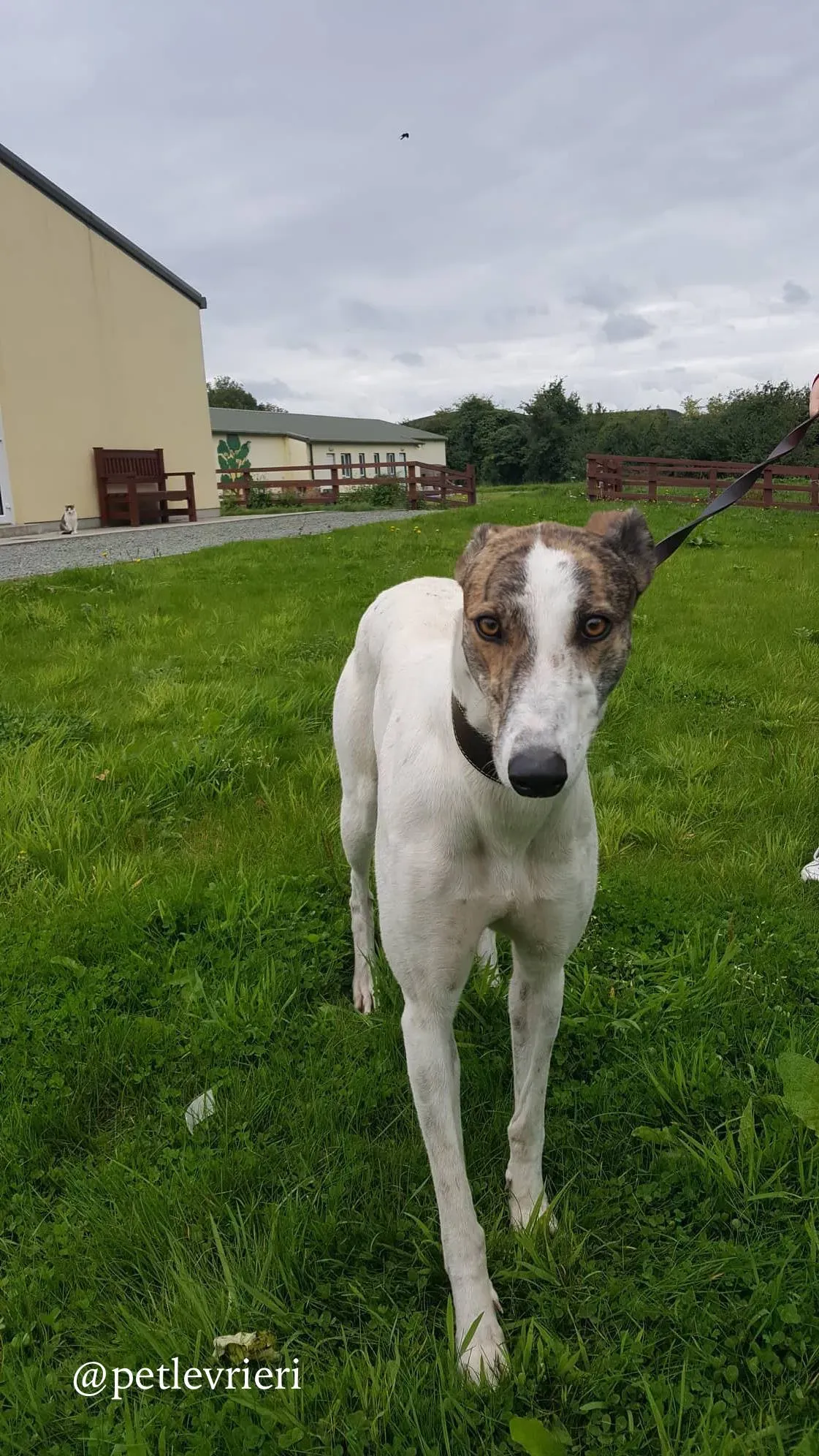 6 deva adozione greyhound