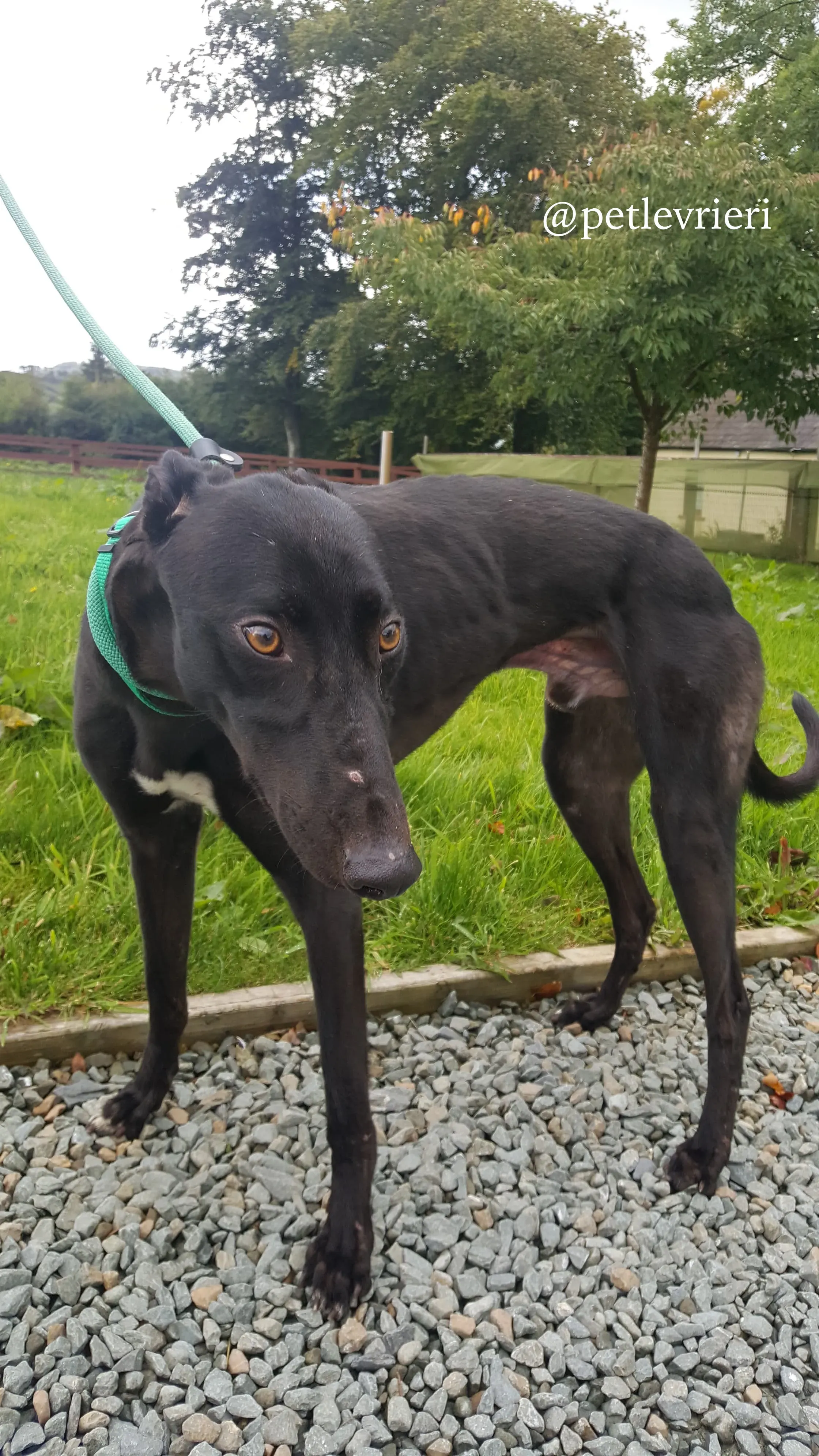 6 doc adozione greyhound