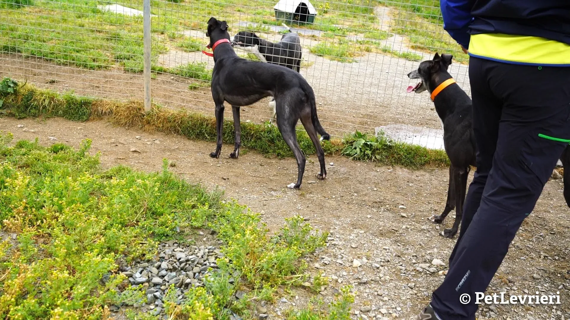 6 ed adozione levrieri greyhound