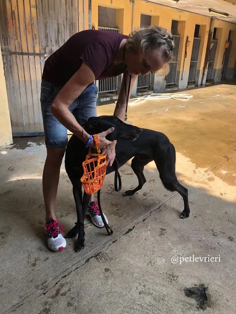 6 fear the beat adozione greyhound macao