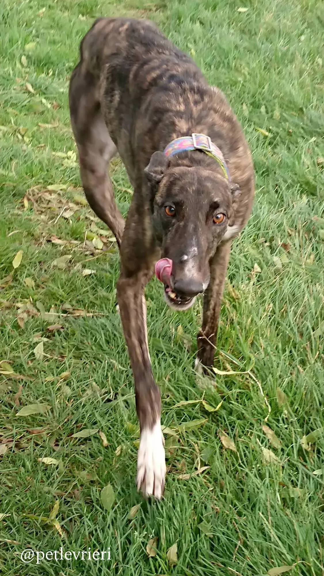 6 femi adozione levrieri greyhound