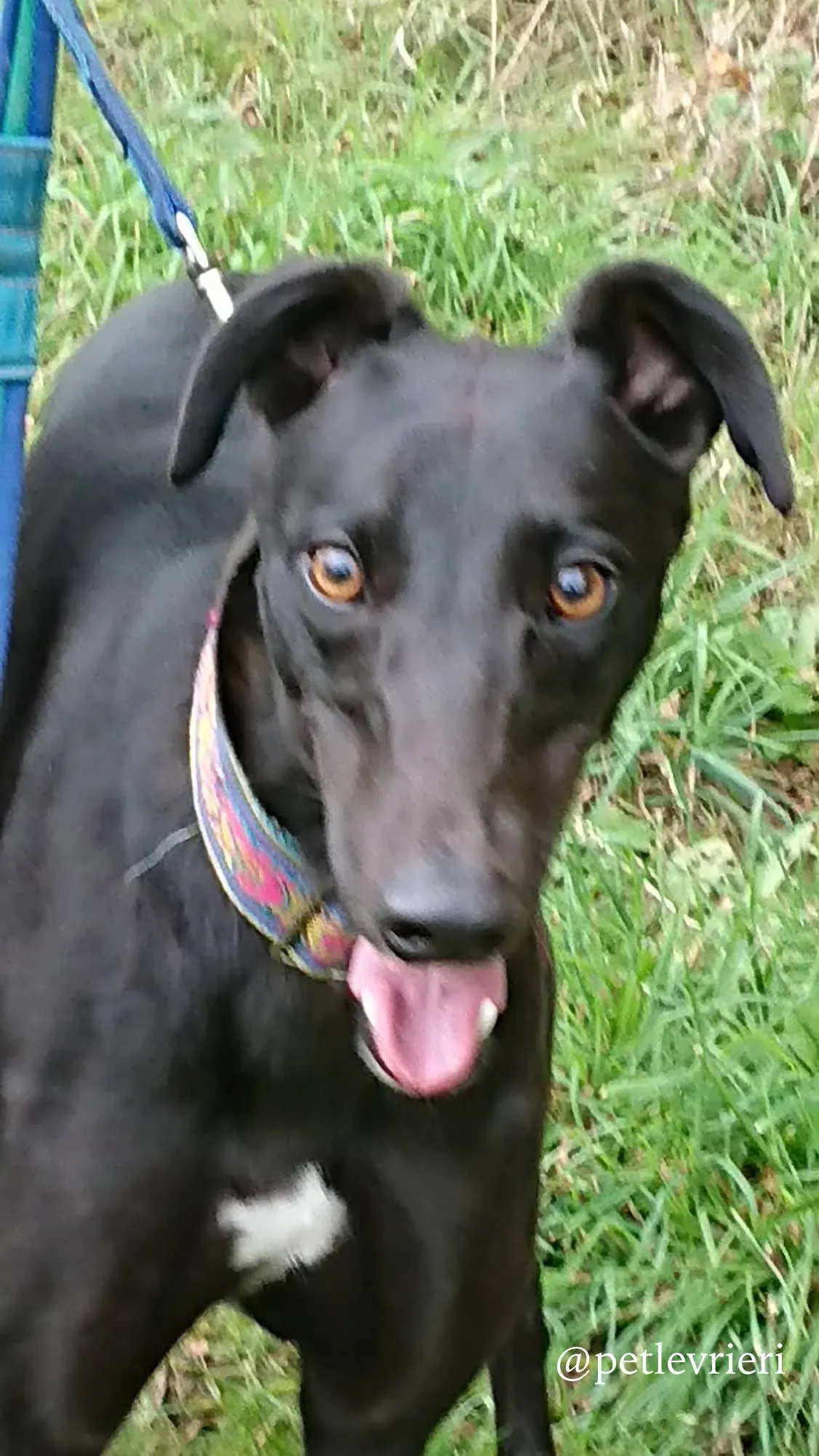 6 folami adozione levrieri greyhound