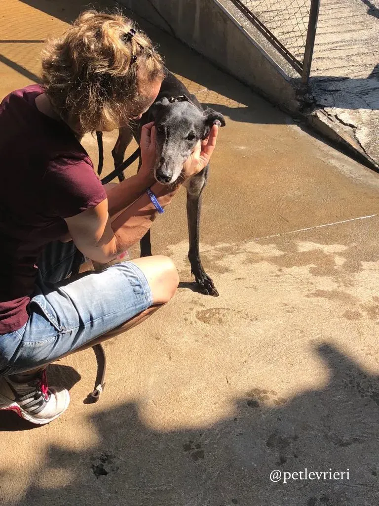 6 full house adozione greyhound macao