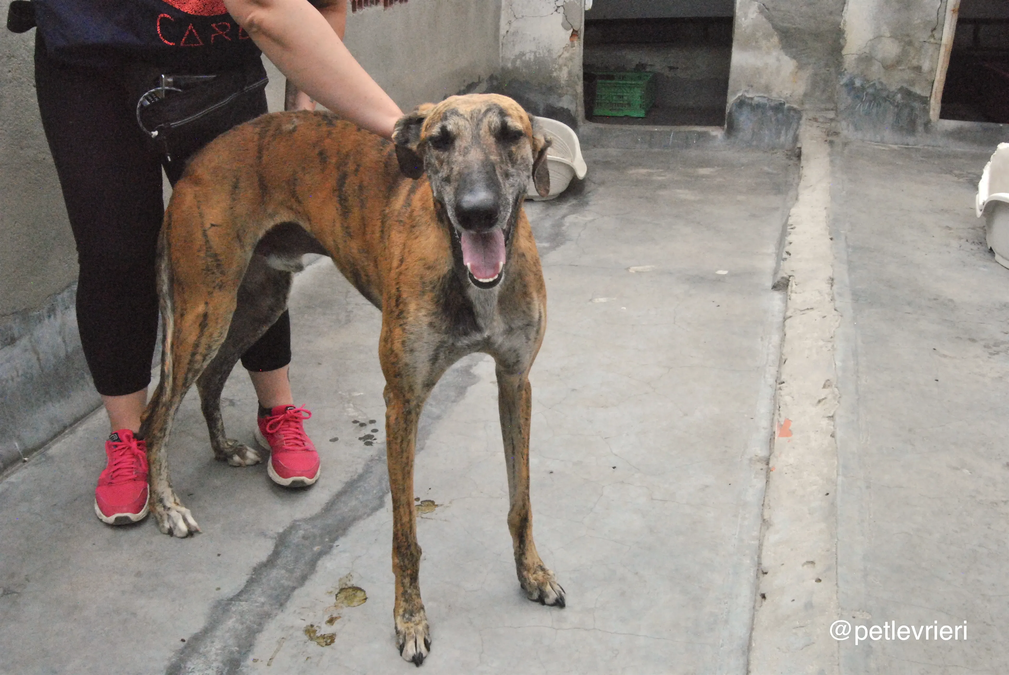 6 furia adozione levrieri galgo 1