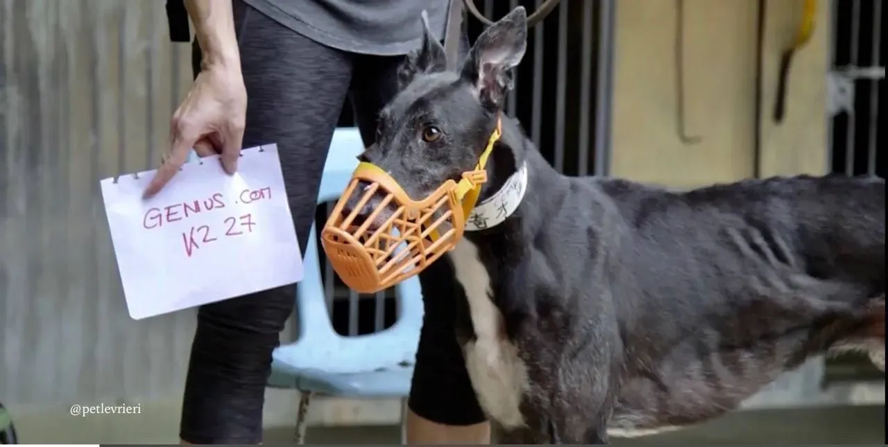 6 genius.com adozione greyhound macao