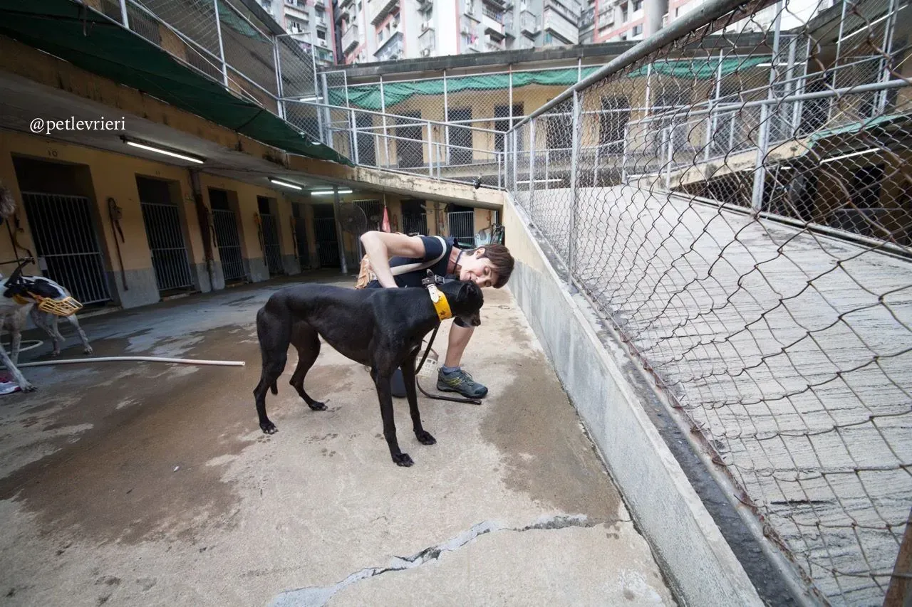 6 golden signify adozione greyhound macao